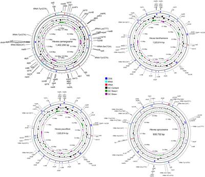 Mitochondrial genome variation and intergenomic sequence transfers in Hevea species